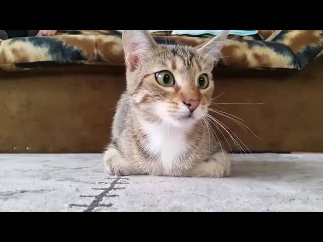 murder_in_the_cat_house